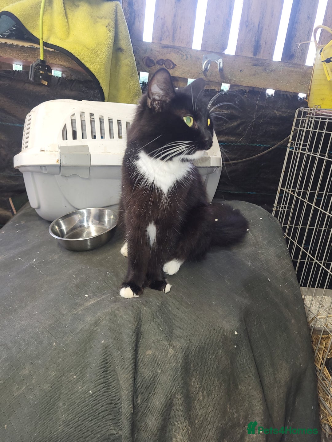 Mixed Breed cats for sale: Black and white farm bred kittens  - Image 3