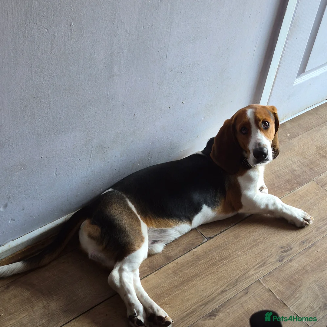 Basset Hound dogs for sale: Basset Hound needs rehoming due owner ill health  - Advert 1