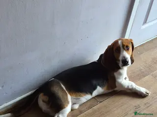 Basset Hound dogs Basset Hound needs rehoming due owner ill health - Advert 1
