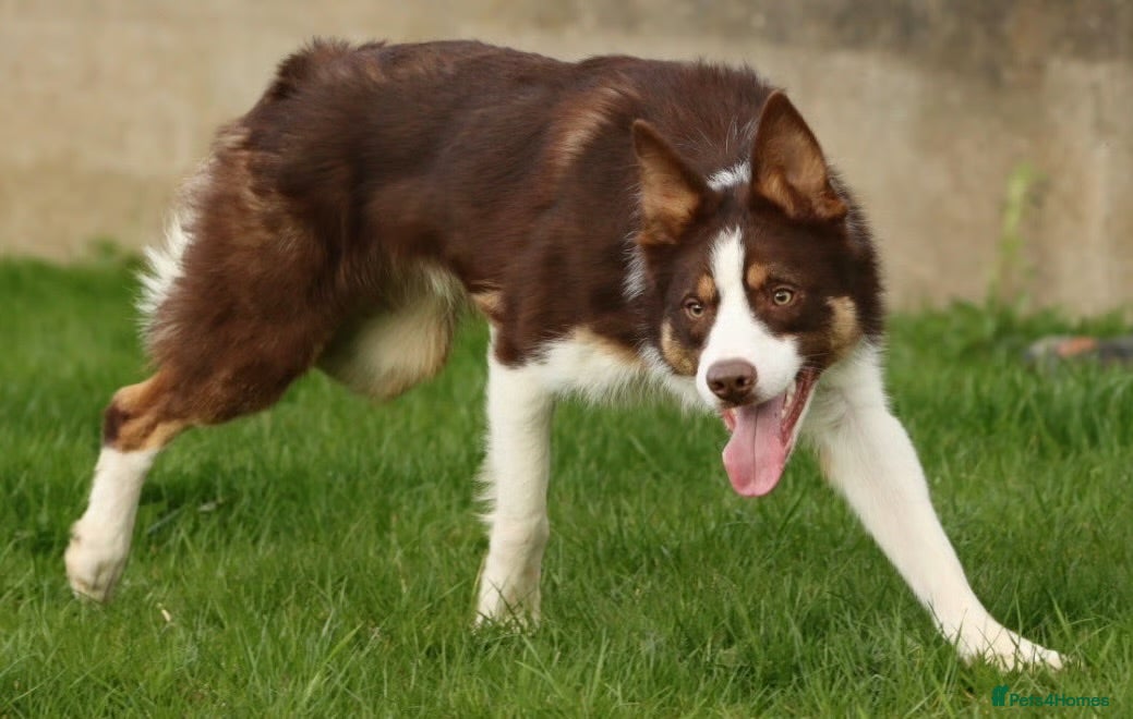 Border Collie dogs Red Tricolour, chocolate &White Border Collie - Advert 2