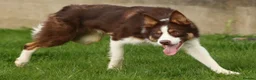 Border Collie dogs for sale: Red Tricolour, chocolate &White Border Collie - Advert 2