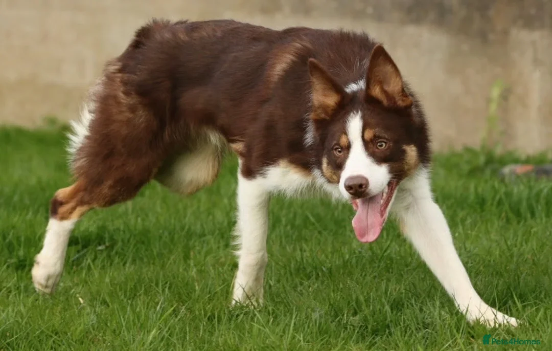 Border Collie dogs for sale: Red Tricolour, chocolate &White Border Collie - Advert 2