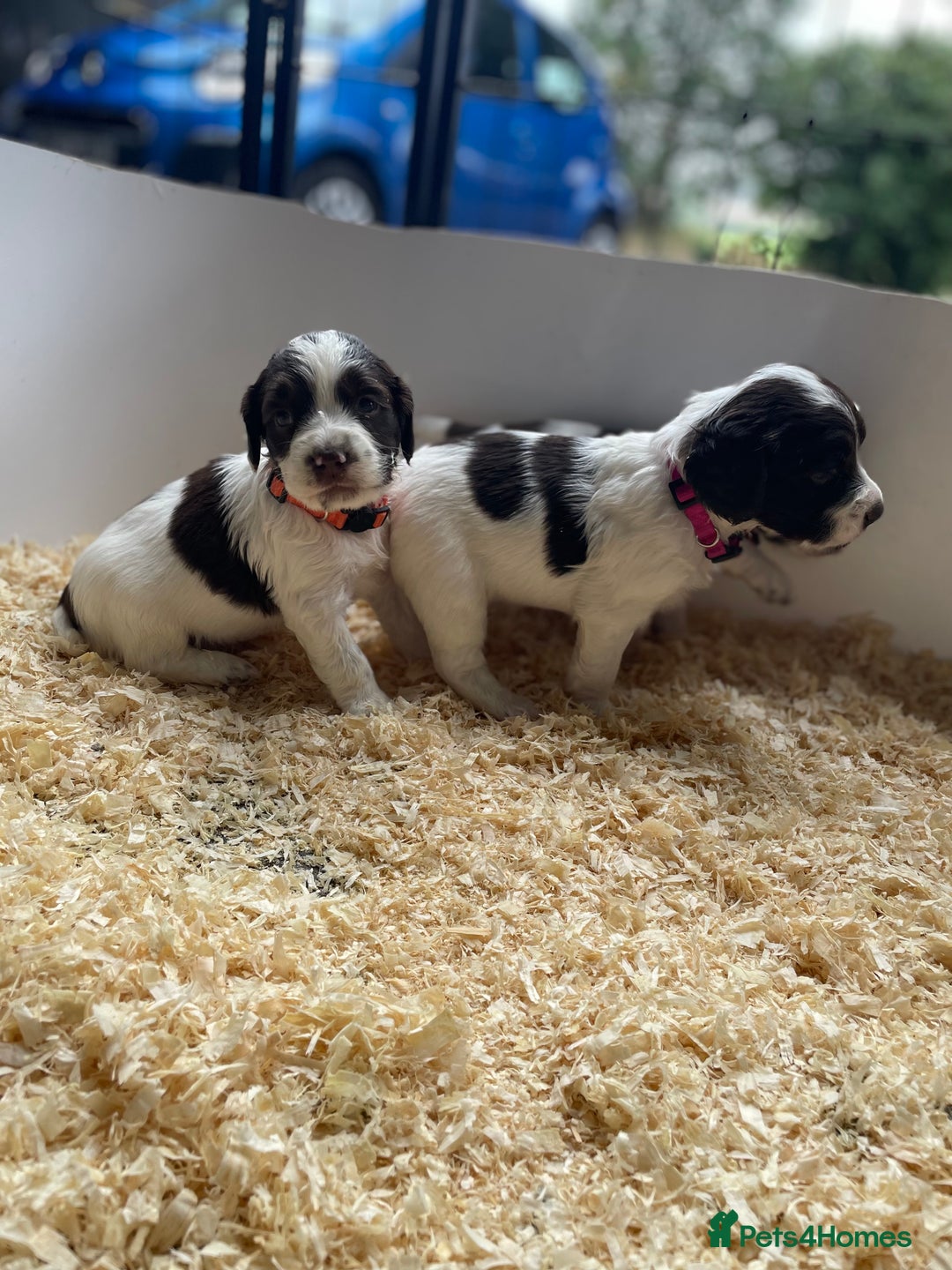 English Springer Spaniel dogs for sale: Working English springer spaniel puppies  - Image 26