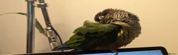 Conures birds for sale: Bertie the 17 year old Female Green Cheek in Driffield - Advert 7