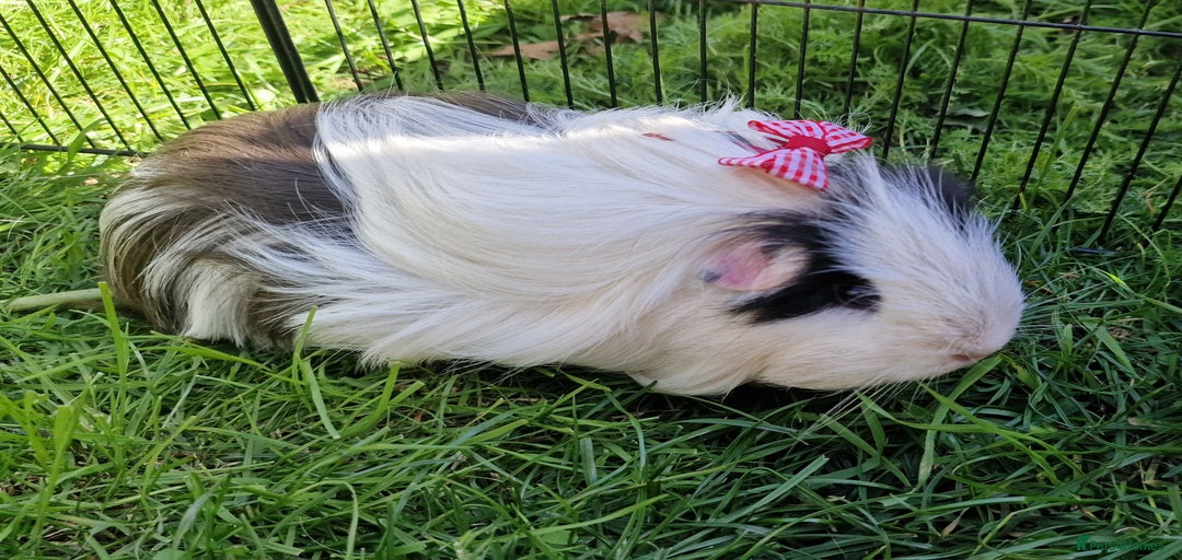 Gallery Image {{count}}