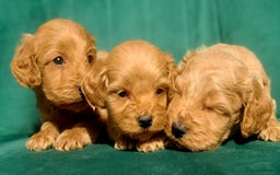Cavapoo dogs for sale: Cavapoo puppies  - Image 9