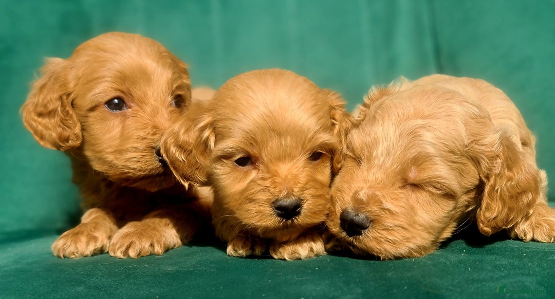 Cavapoo dogs for sale: Cavapoo puppies  - Image 9
