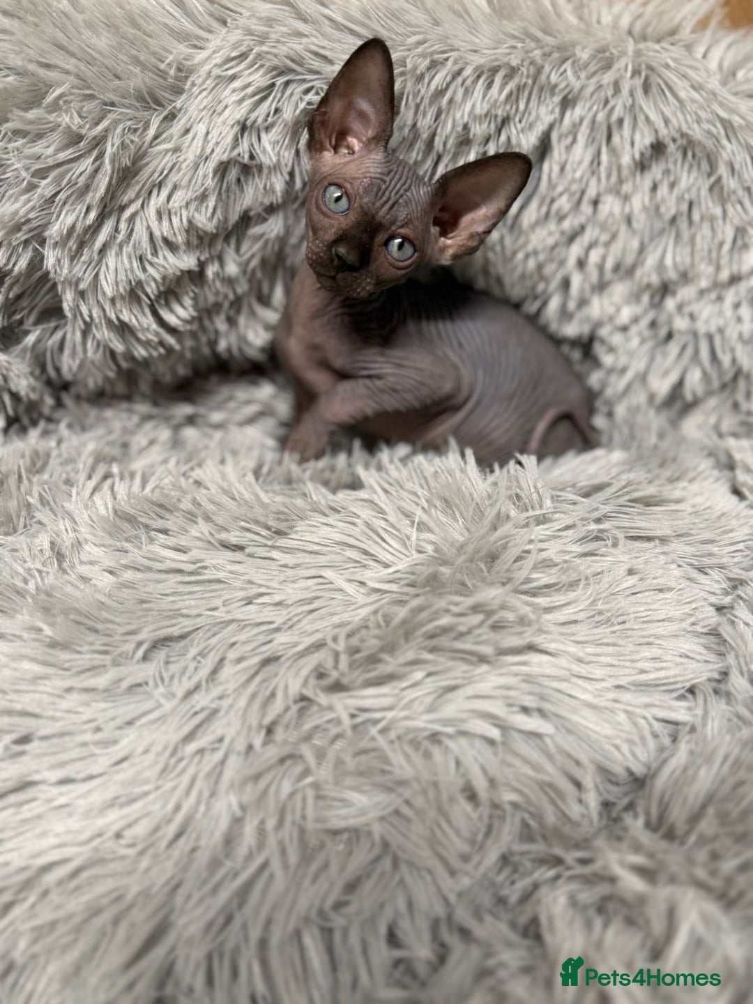 Sphynx cats for sale: TICA Reg Sphynx Kittens, Extensive Genetic Testing - Advert 23