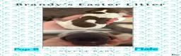 German Shorthaired Pointer dogs for sale: Stunning example of KC German Shorthaired Pointers in Tredegar - Advert 33