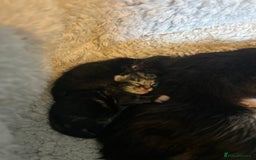 Mixed Breed cats for sale: KITTENS FOR SALE - Image 2