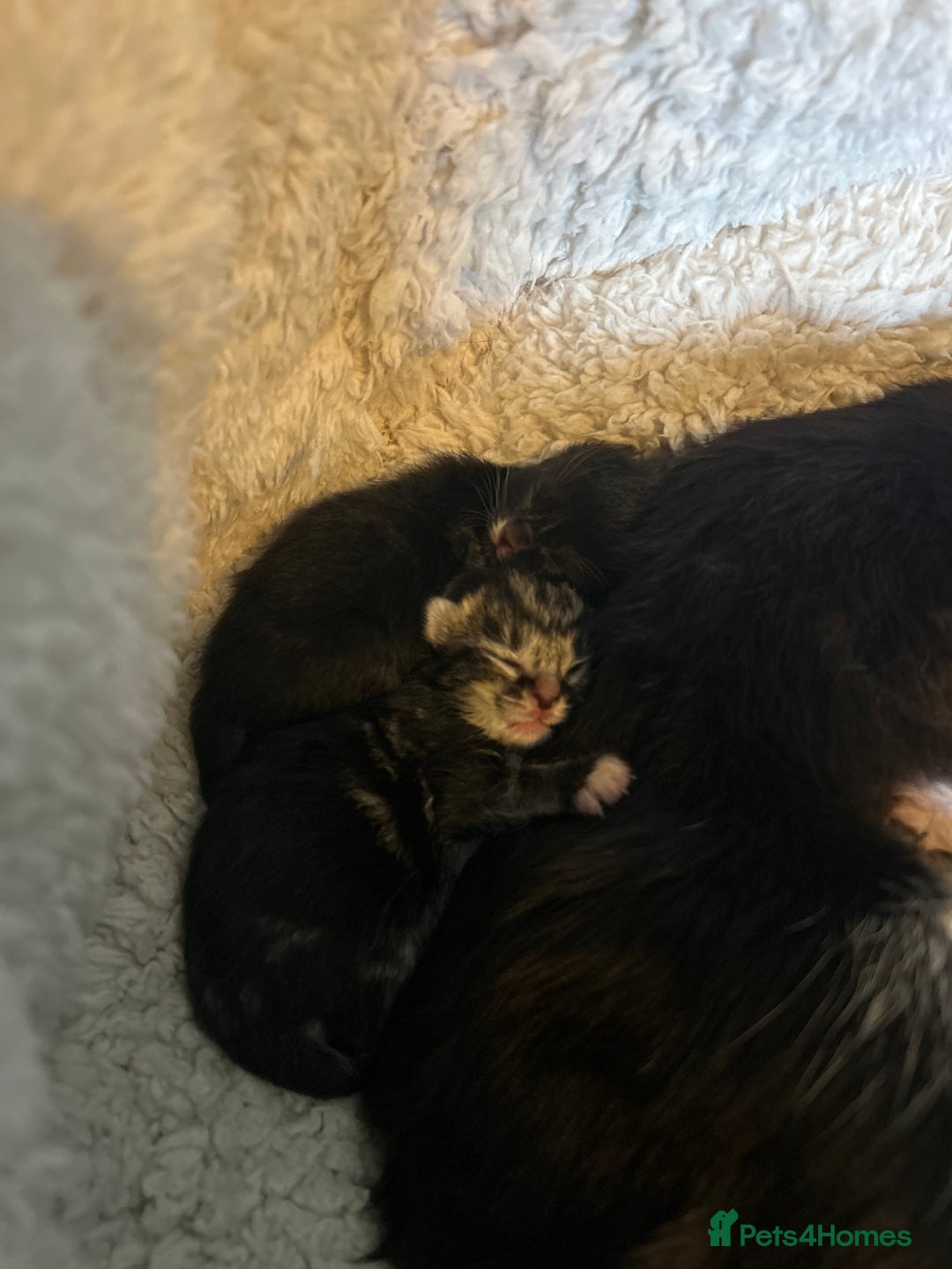 Mixed Breed cats for sale: KITTENS FOR SALE - Image 2