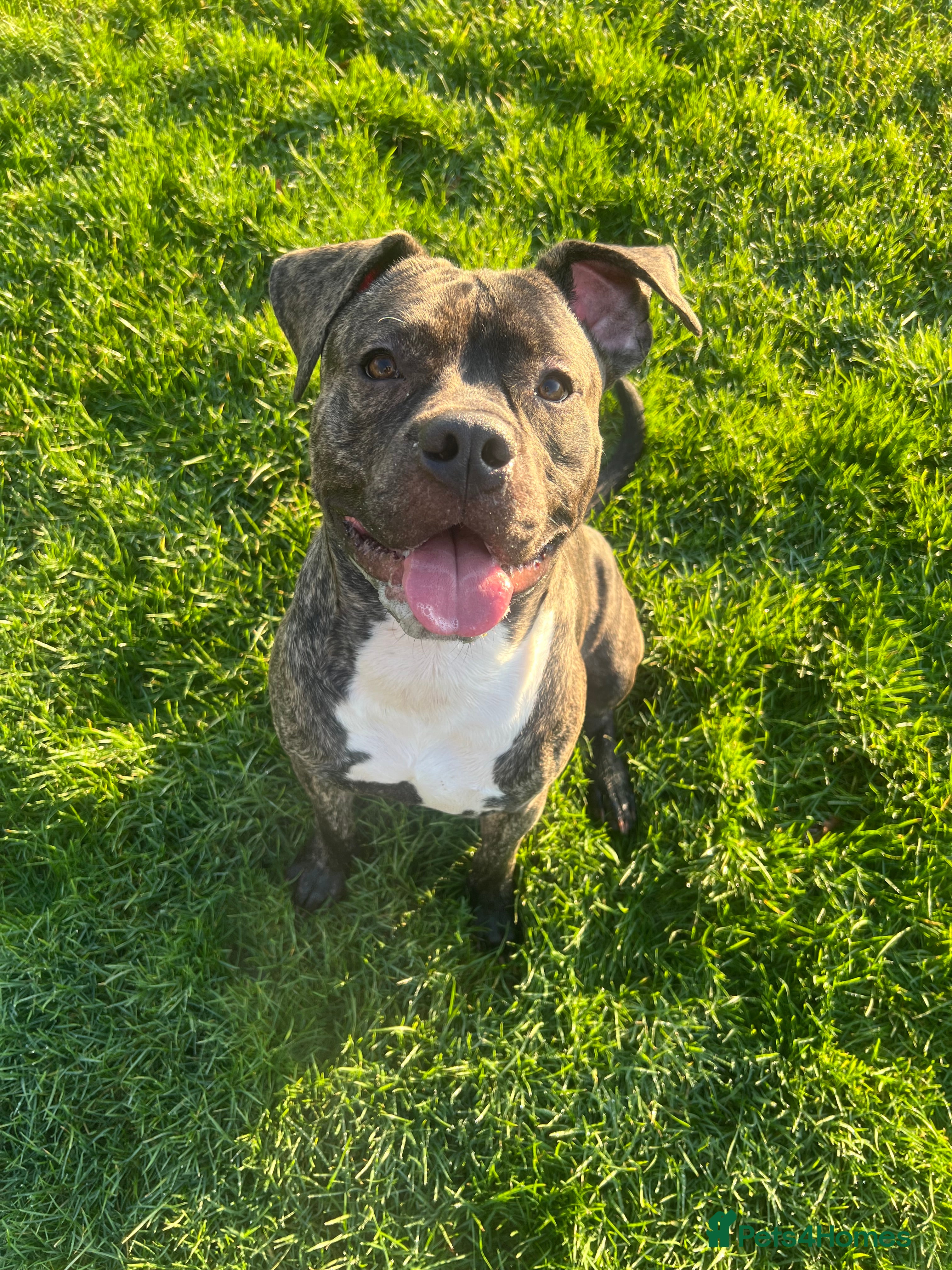 Mixed Breed dogs Staff X Cane Corso - Advert 2