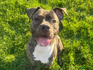 Mixed Breed dogs Staff X Cane Corso - Advert 4