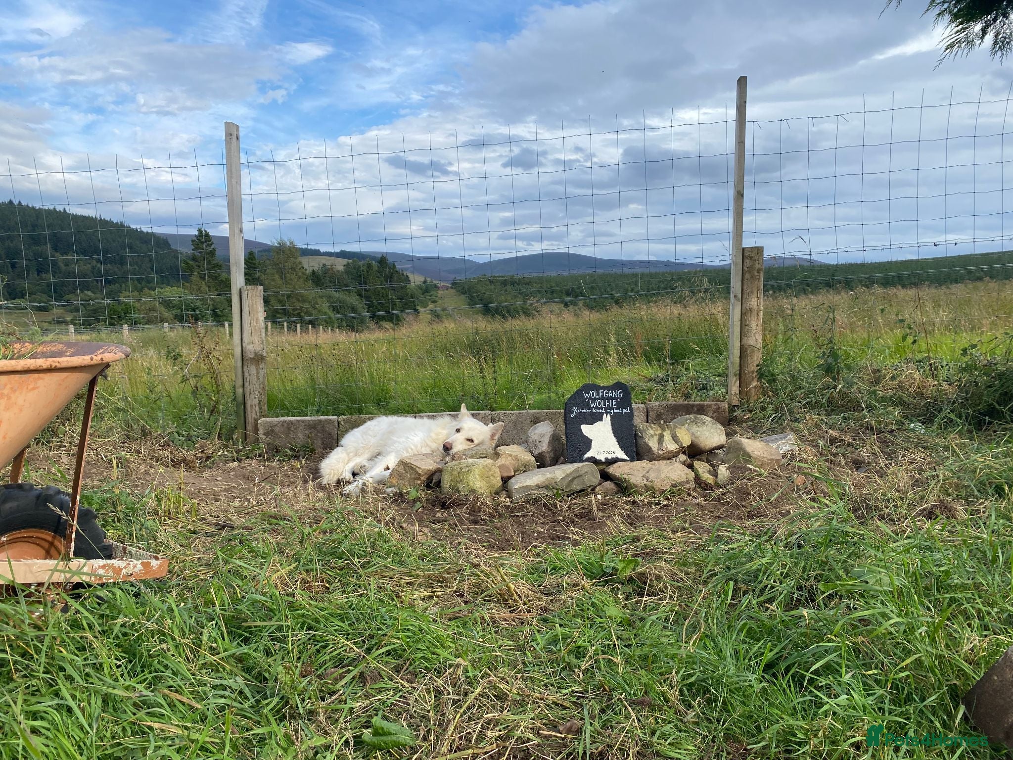 German Shepherd dogs BISMARCK - Beautiful dog available for stud. - Advert 17