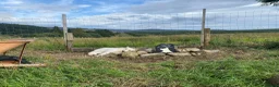 German Shepherd dogs for stud: BISMARCK - Beautiful dog available for stud. - Advert 1