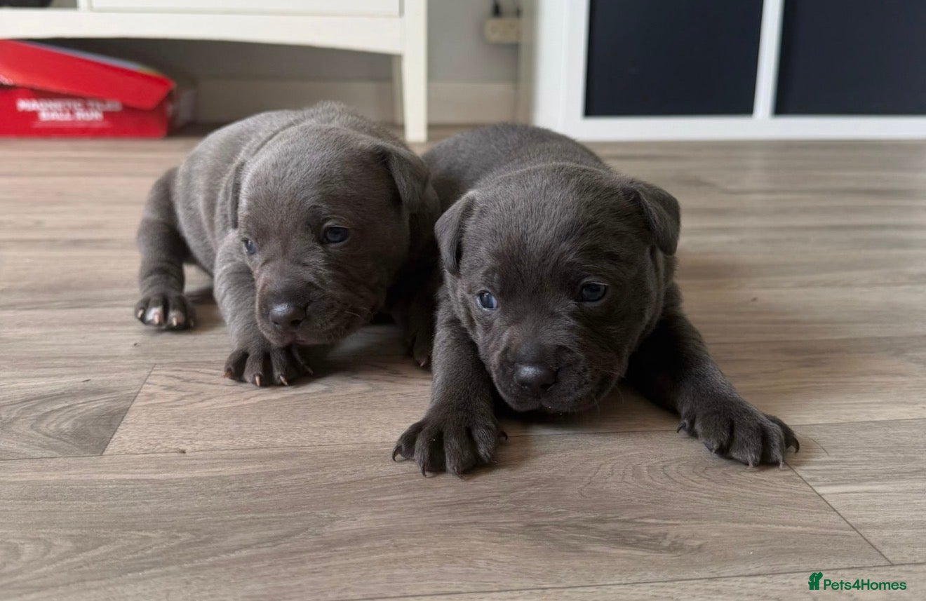 Staffordshire Bull Terrier dogs Stunning Blue Staffordshire Bull Terrier Puppys - Advert 18