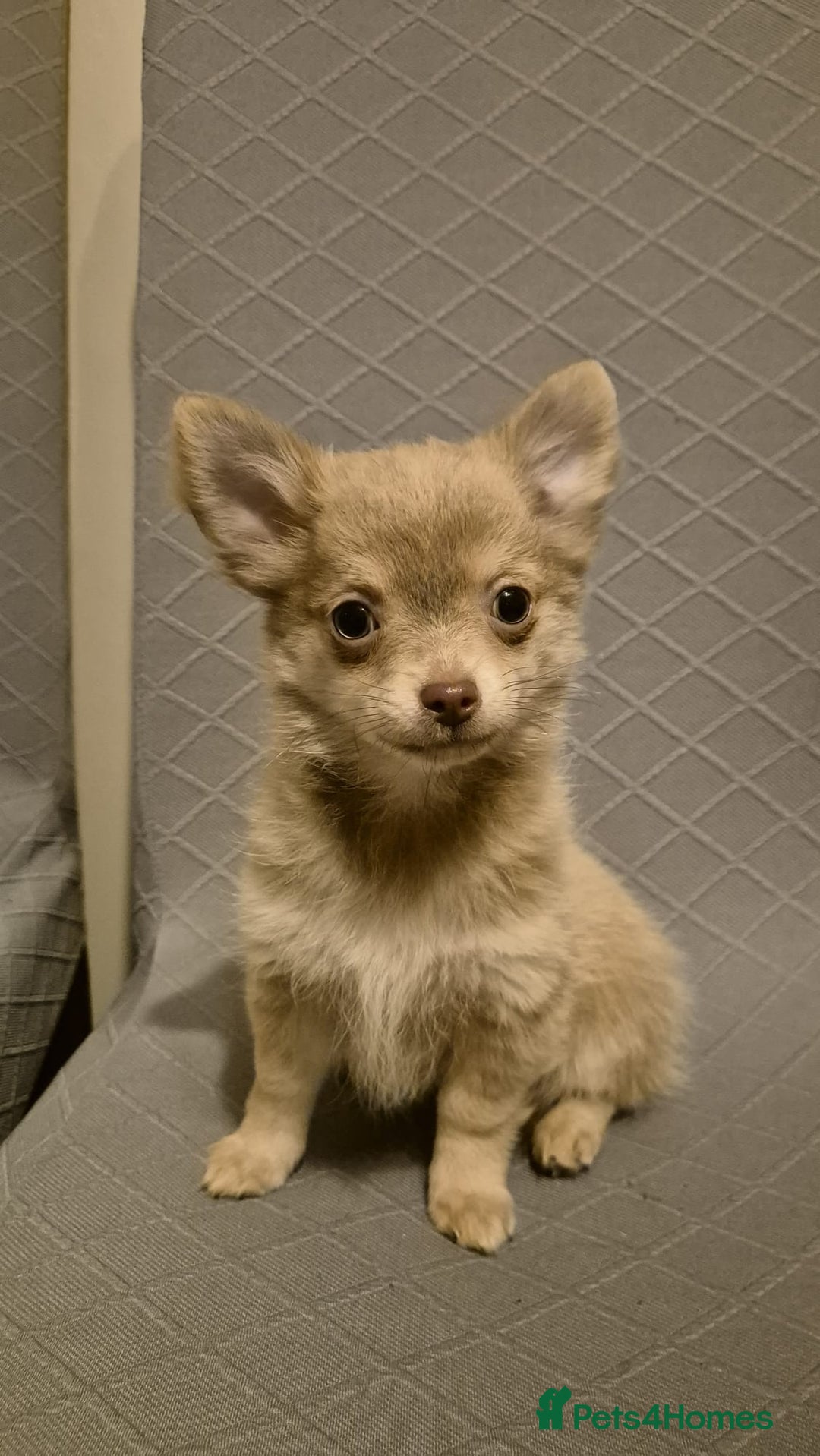 Chihuahua dogs for sale: Beautiful fluffy chihuahua puppies  - Advert 1