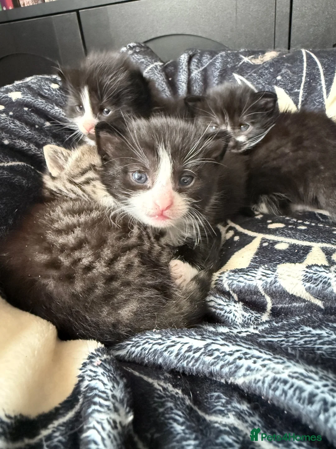 Mixed Breed cats for sale: 4 healthy chunky kittens - Advert 15