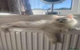 Persian cats for sale: Boy Persian kitten. Ready 2 go ASAP!🔥 - Image 2
