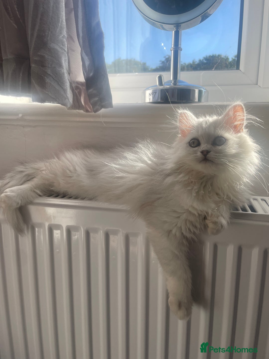Persian cats for sale: Boy Persian kitten. Ready 2 go ASAP!🔥 - Image 2