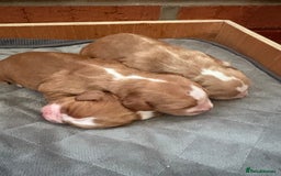 Cocker Spaniel dogs for sale: Cocker Spaniel Puppies  - Image 1