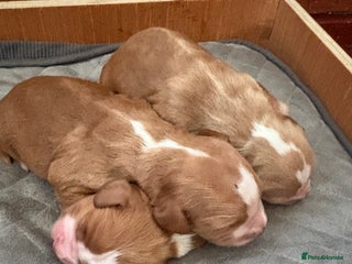 Cocker Spaniel dogs - Advert 14