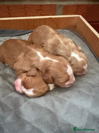 Cocker Spaniel dogs - Advert 16