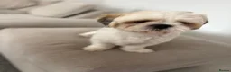Malshi dogs for sale: Gorgeous Maltishi Looking for a Loving New Home 🤎 - Advert 2