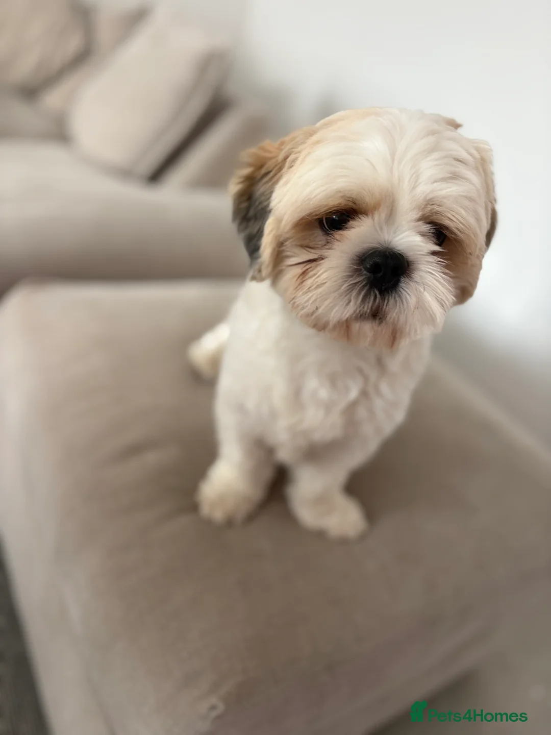 Malshi dogs for sale: Gorgeous Maltishi Looking for a Loving New Home 🤎 - Advert 2