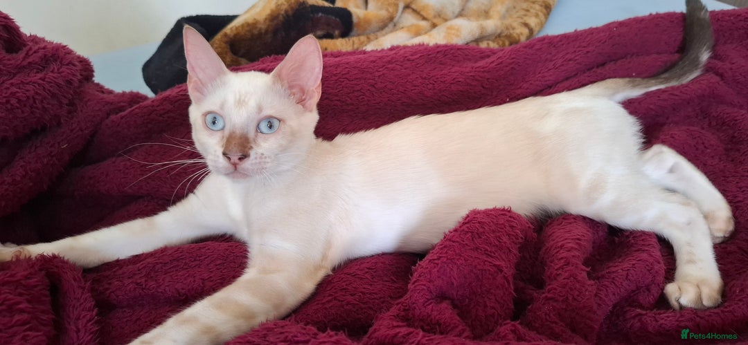 Bengal cats for sale: Pure Bengal kittens  in Cheltenham - Image 15
