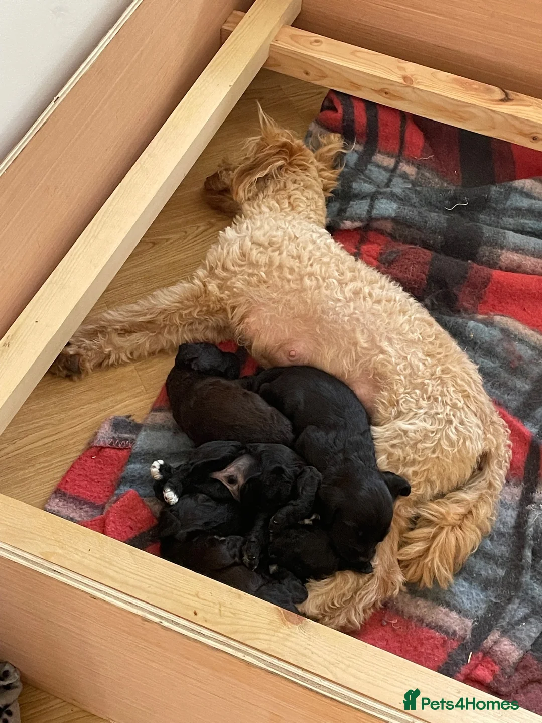 Cockapoo dogs for sale: Gorgeous cockerpoo puppies  in Matlock - Advert 6