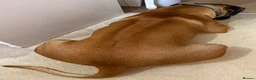 Rhodesian Ridgeback dogs for stud: 🐾 Handsome Rhodesian Ridgeback Available for Stud - Advert 4