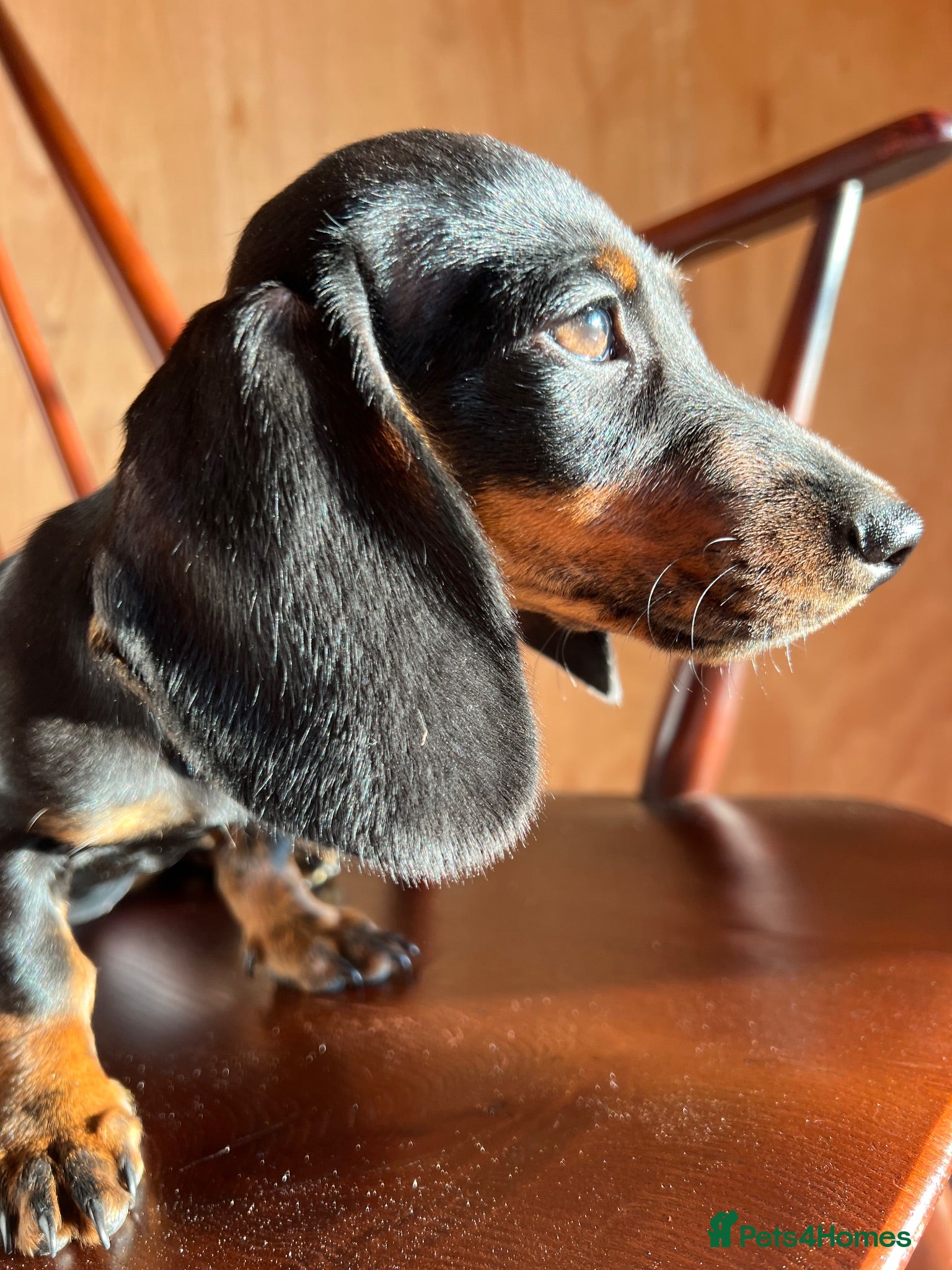 Dachshund dogs MINIATURE DACHSHUND PUPPIES  - Advert 3