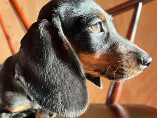 Dachshund dogs MINIATURE DACHSHUND PUPPIES - Advert 3
