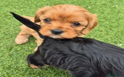 Cavapoo dogs for sale: Cavapoo puppies available from 27.9.25 - Image 20