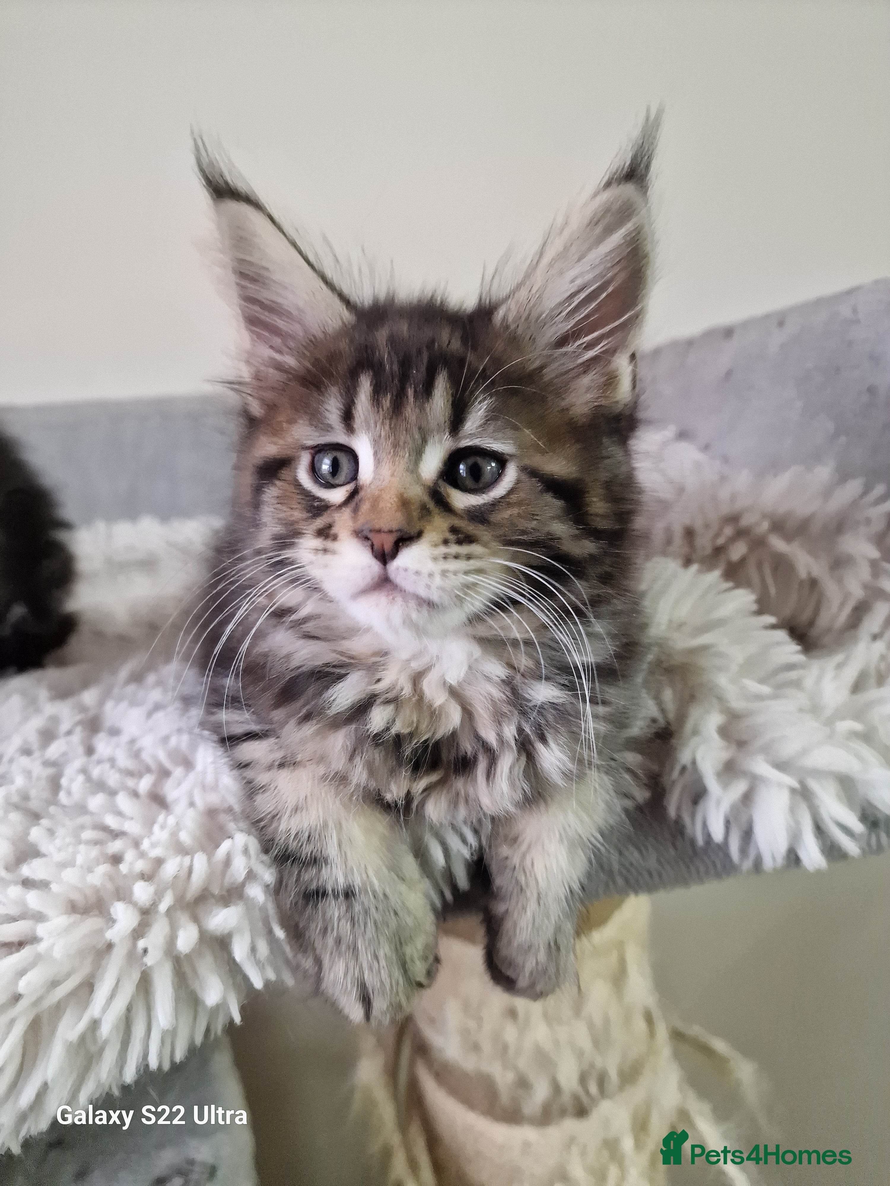 Maine Coon cats Pure Makne coon - Advert 9