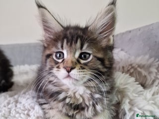 Maine Coon cats Pure Makne coon - Advert 9