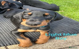 Dobermann dogs for sale: Dobermann puppies for sale in Morecambe - Image 2