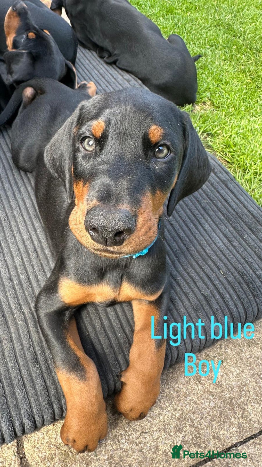 Dobermann dogs for sale: Dobermann puppies for sale in Morecambe - Image 2