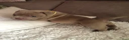 American Bully dogs for sale: Pocket Bully Puppies  - Advert 4