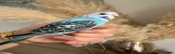 Budgerigars birds for sale: Hand Tame male baby budgies   - Advert 3