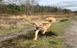 Mixed Breed dogs for adoption: Pettern - Norwich Norfolk  - Image 40