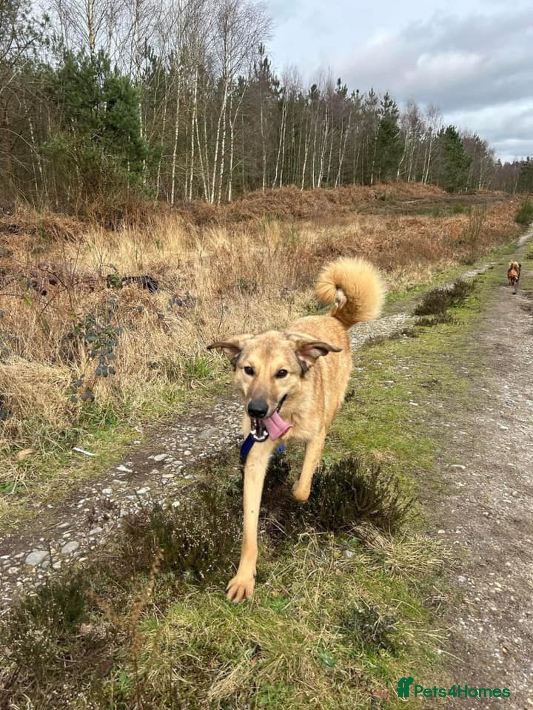 Mixed Breed dogs for adoption: Pettern - Norwich Norfolk  - Image 40