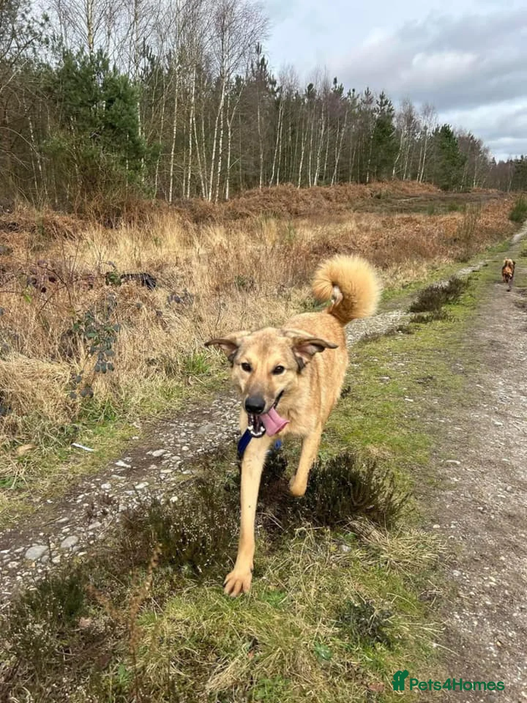 Mixed Breed dogs for adoption: Pettern - Norwich Norfolk  - Advert 40
