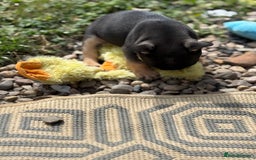 French Bulldog dogs for sale: Beautiful frenchie pups in Leeds - Image 9