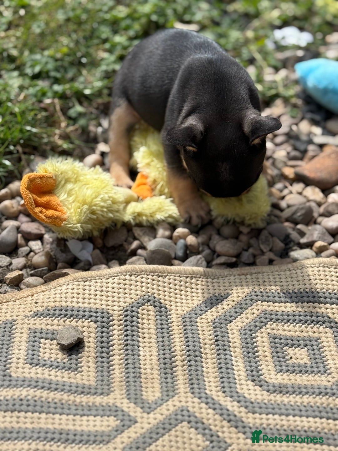 French Bulldog dogs for sale: Beautiful frenchie pups in Leeds - Image 9