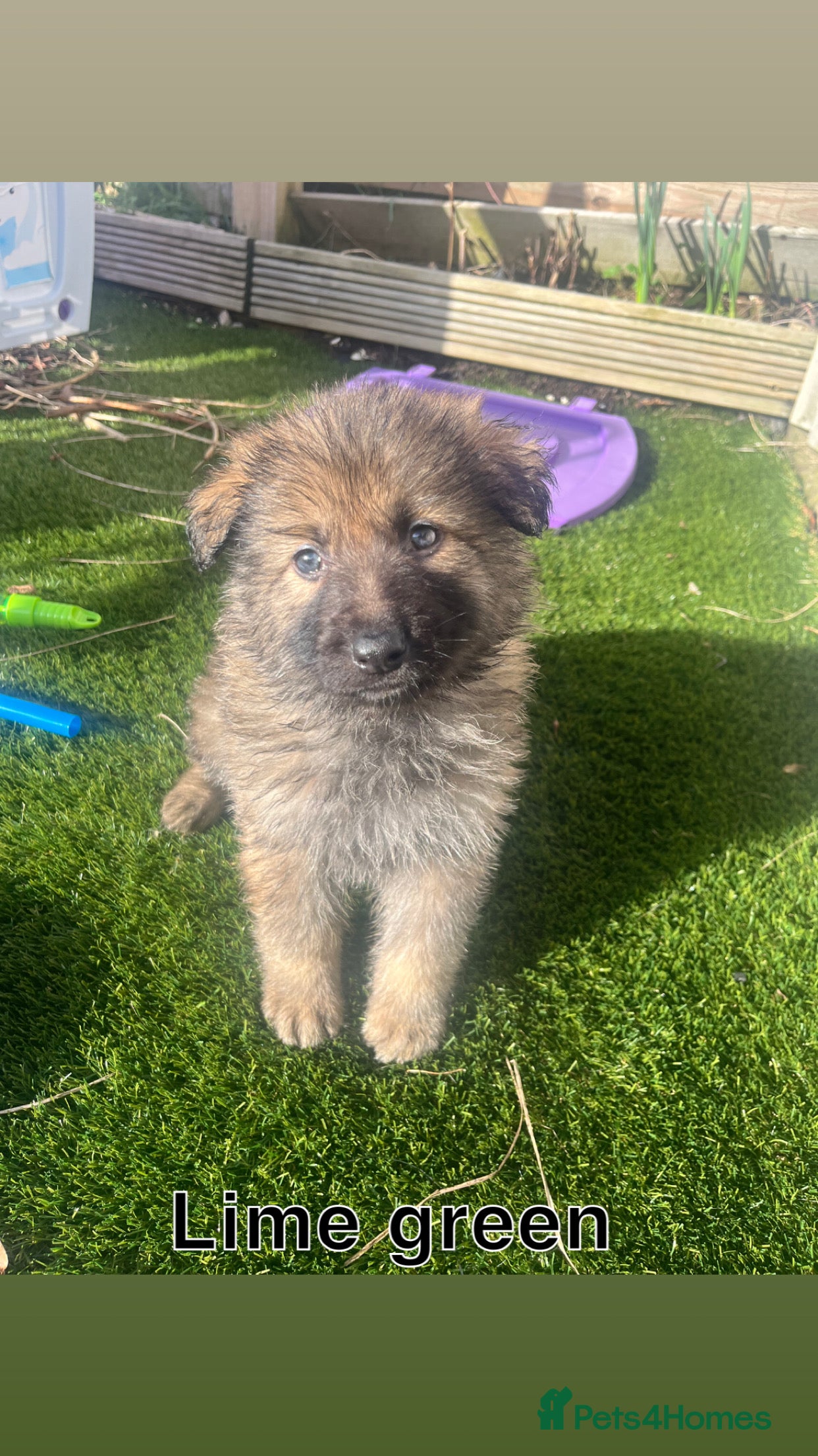 German Shepherd dogs Beautiful KC Reg Straight Back German Shepherds🐾 - Advert 6