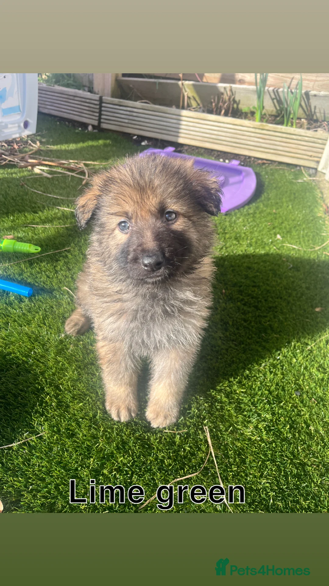 German Shepherd dogs for sale: Beautiful KC Reg Straight Back German Shepherds🐾 - Advert 1