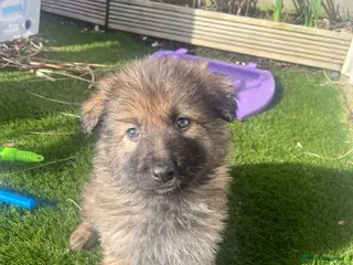 German Shepherd dogs Beautiful KC Reg Straight Back German Shepherds🐾 - Advert 4