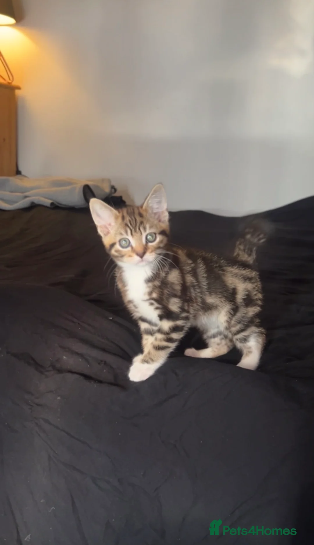 Mixed Breed cats for sale: Beautiful kitten  - Advert 2